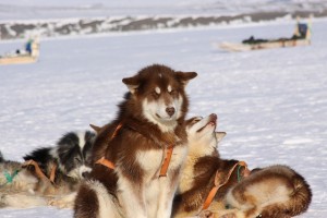 "Sled Dogs Thule Greenland." Photo by Drew Avery via Flickr.
