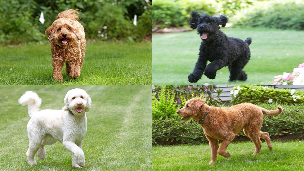 Poodle mixes, photos by David Kaskons for DogWatch