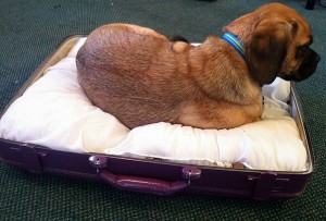 Dog bed made out of an old suitcase, found on Pinterest.