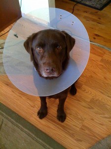 Dog wearing the "cone of shame."