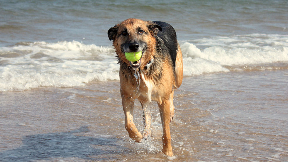 summer12 dog on the beach