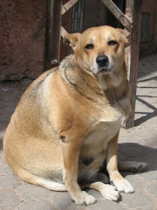 Obese dog in Morocco. Photo by Jeremy Vandel via Flickr.