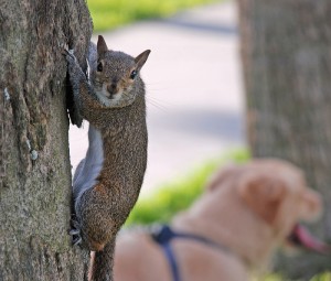 "Worried" squirrel. Photo by Tom Stovall via Flickr.