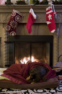 Kaylee relaxes in front of the fire on a cold winter day. Photo by Julian Fong via Flickr.