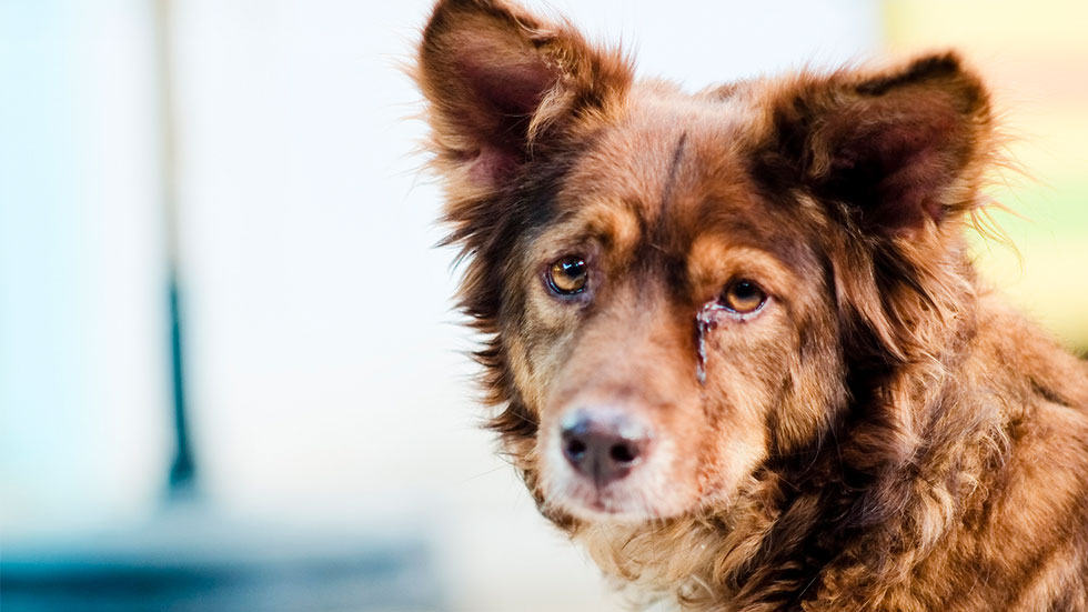 dogemergencies sad dog