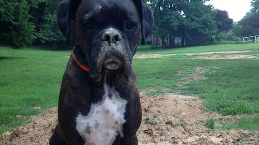 Milo the Boxer from Winston-Salem, NC loves to dig.