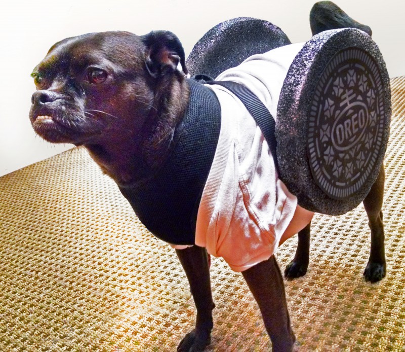 Oreo cookie dog costume