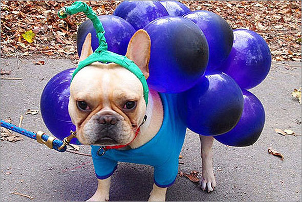 Grapes Dog Costume