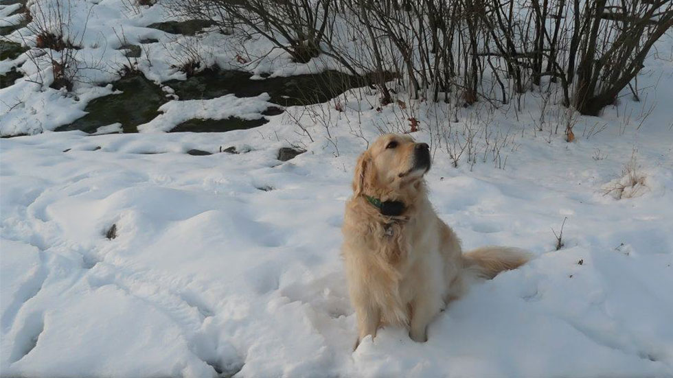 DogWatch dog in the snow