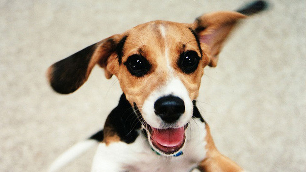 beagle puppy jumping