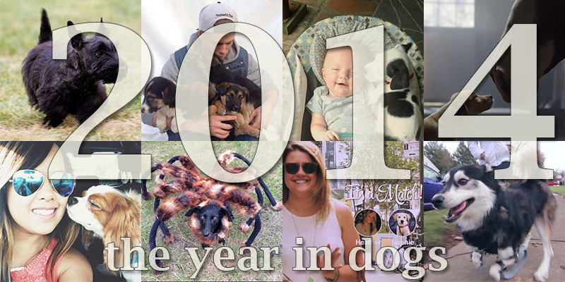 2014 The Year in Dog