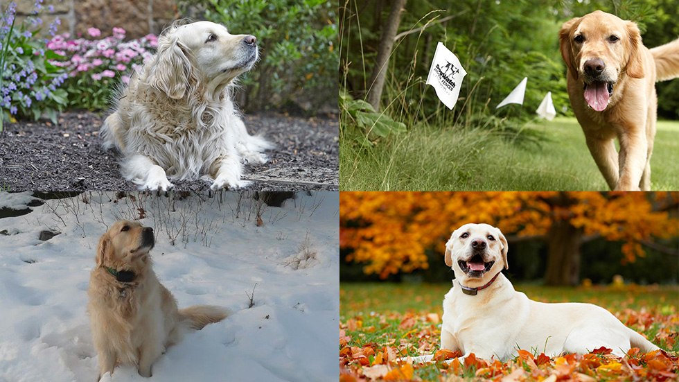 dogs in all four seasons