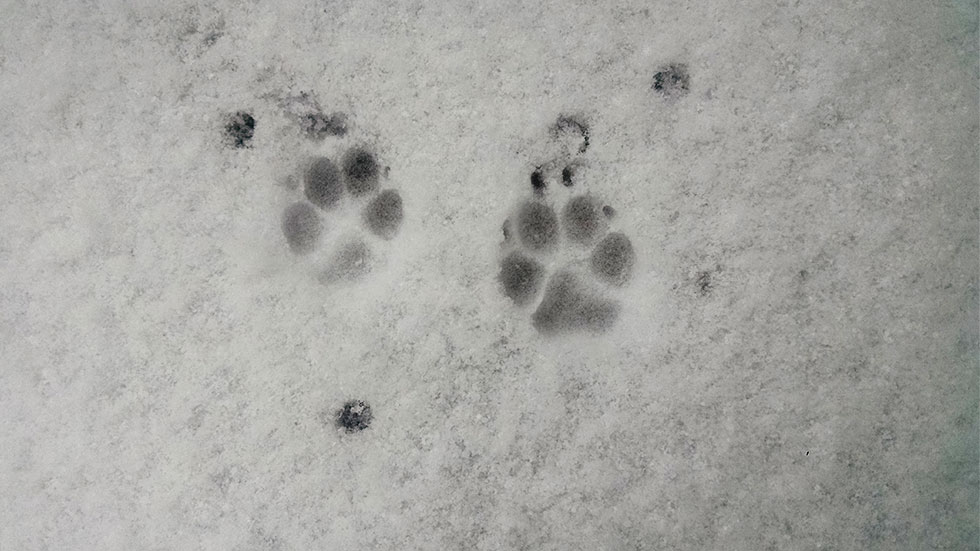 dog paws in snow