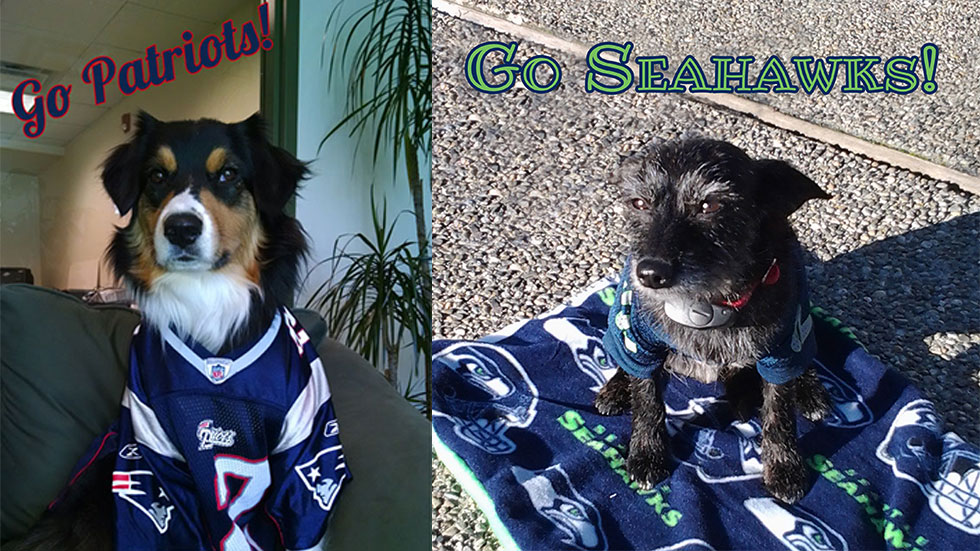 Super Bowl XLIX dogs