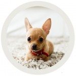 Chihuahua puppy on carpet