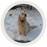 DogWatch dog in snow