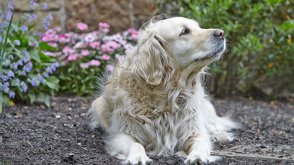 Dog Friendly Gardening 4 Tips To Keep, Ideas To Keep Dogs Out Of Garden