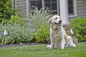 Margo the Golden Retriever sits next to the flower beds