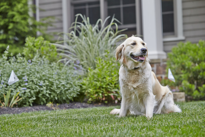 DogFriendly Gardening 4 Tips to Keep Them Out and Keep Them Safe DogTails