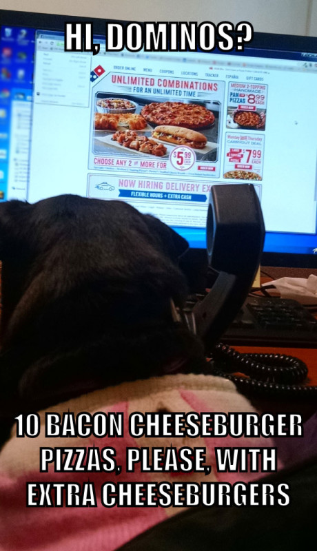 Lucy the dog orders pizza