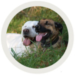 Two dogs panting