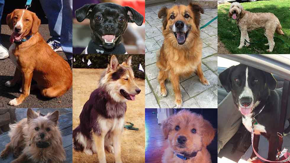 DogWatch celebrates National Mutt Day