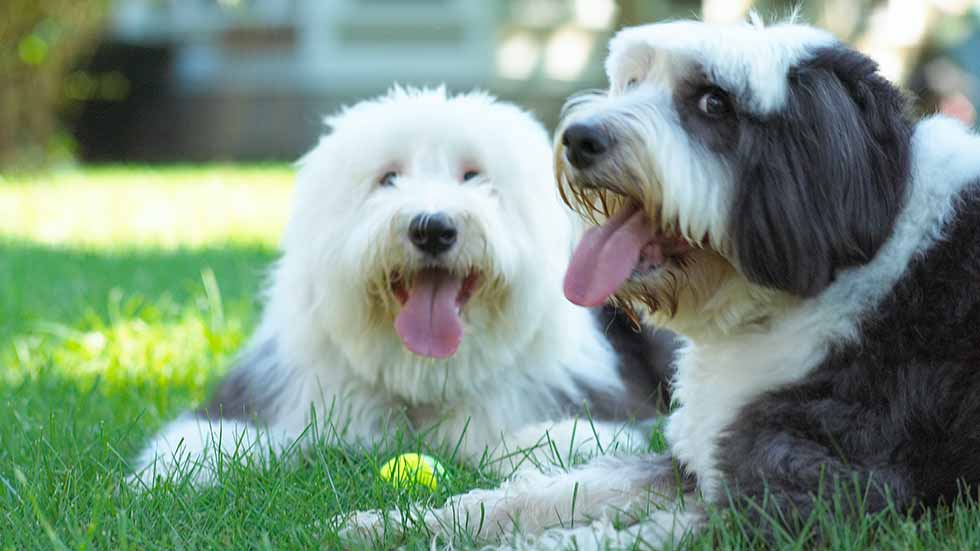Two Old English Sheepdogs