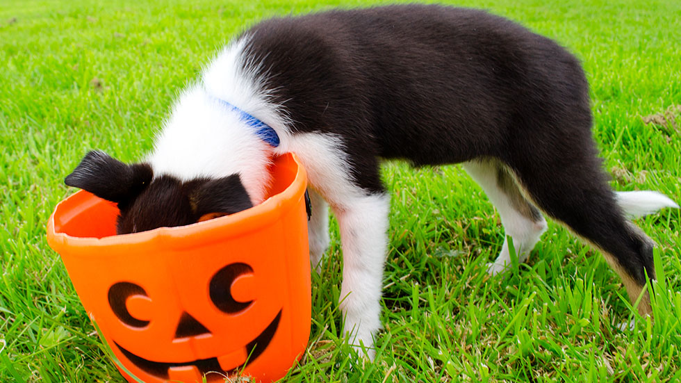 Dog in Halloween candy basket