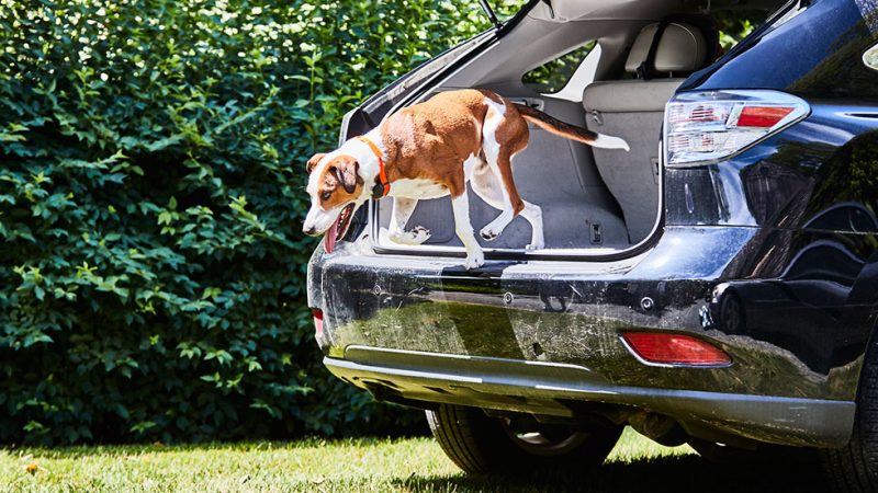 Dog jumping out of the back of an SUV