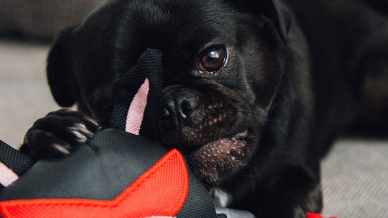 Black pug chewing red and black plush toy