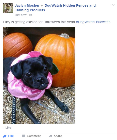 Lucy's Halloween costume on Facebook