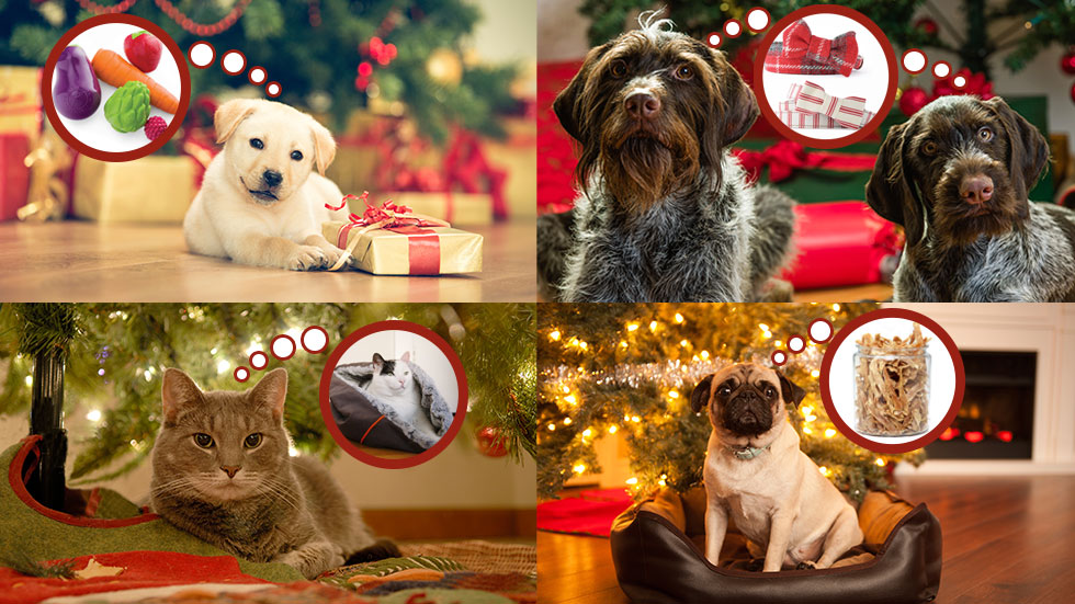 DogWatch's 2015 Holiday Gift Guide - Part 1