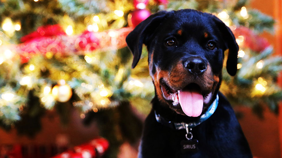 Blog-FeaturedImg-xmas-safety