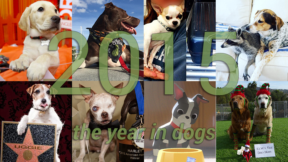 2015 Year in Dog - photo credits at bottom of page