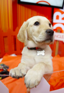 Wrangler, the TODAY show's "puppy with a purpose"