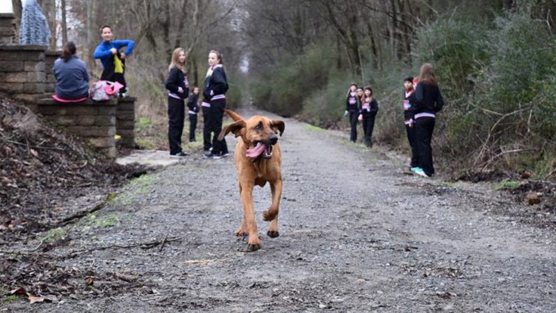 Ludivine the Marathon Bloodhound