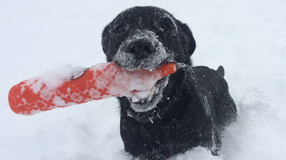 DogWatch office dog Biz enjoying a snowy game of fetch
