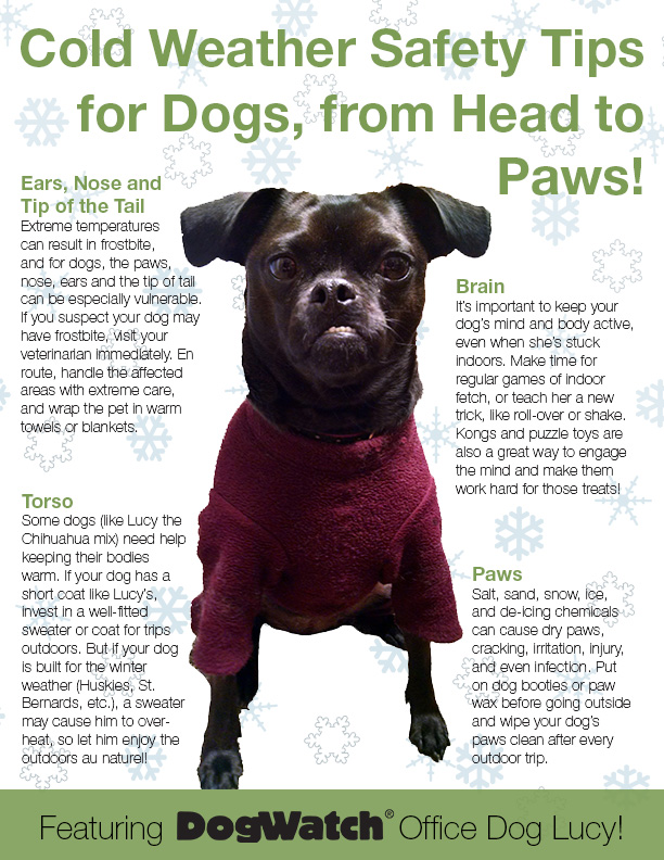Winter weather dog safety infographic