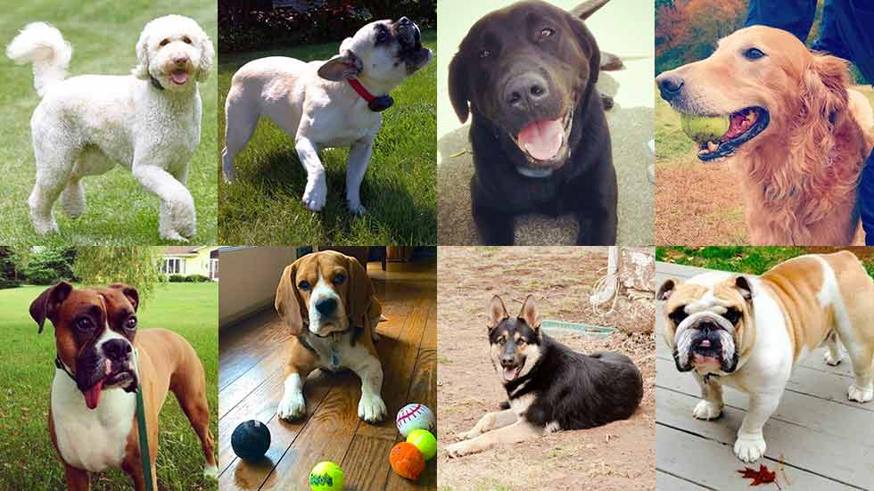 Most Popular Dog Breeds, featuring DogWatch Dogs