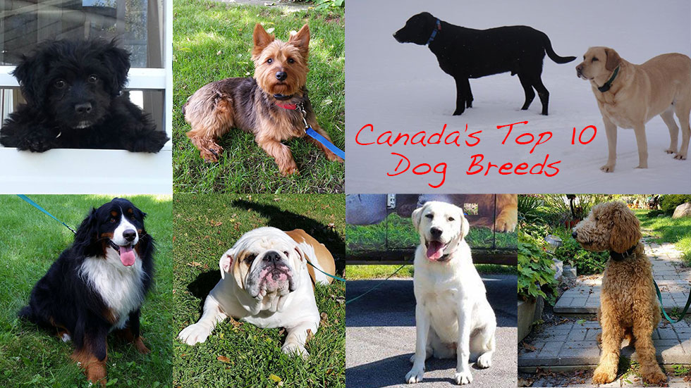 Canada's Top 10 Dog Breeds