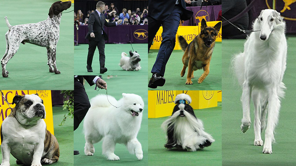 WKC Best in Show 2016 - Photos via Westminster Kennel Club Dog Show Facebook Page