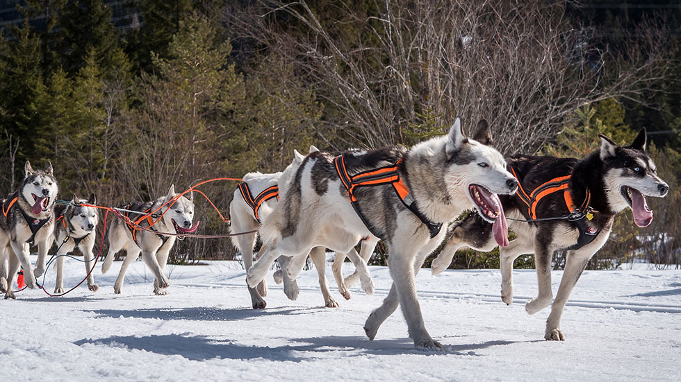 Damon in front - Sled Dogs in Wallgau Bavaria