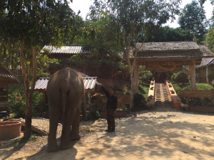 one of the BLES elephants with a mahout