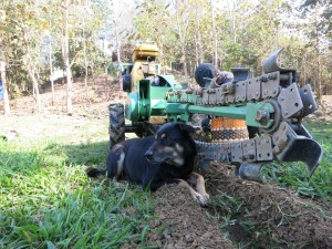 Pizza the dog sits beside the trencher