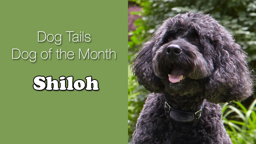 Dog Tails Dog of the Month Shiloh