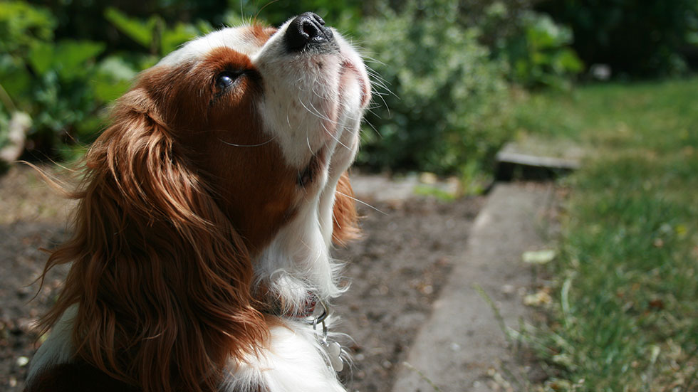 Cavalier King Charles Spaniel with nose in the air
