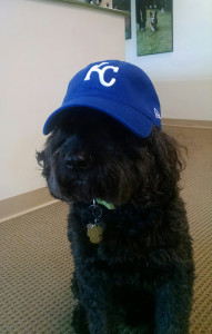 DogWatch Office Dog Shiloh supports his team, the Kansas City Royals
