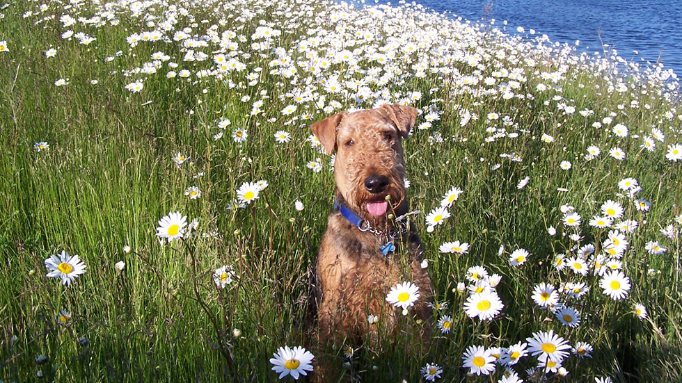 Airedale in a field of daisies