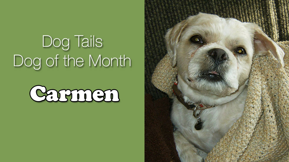 Dog Tails Dog of the Month - Carmen