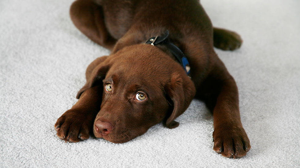 Chocolate Lab puppy on carpet
